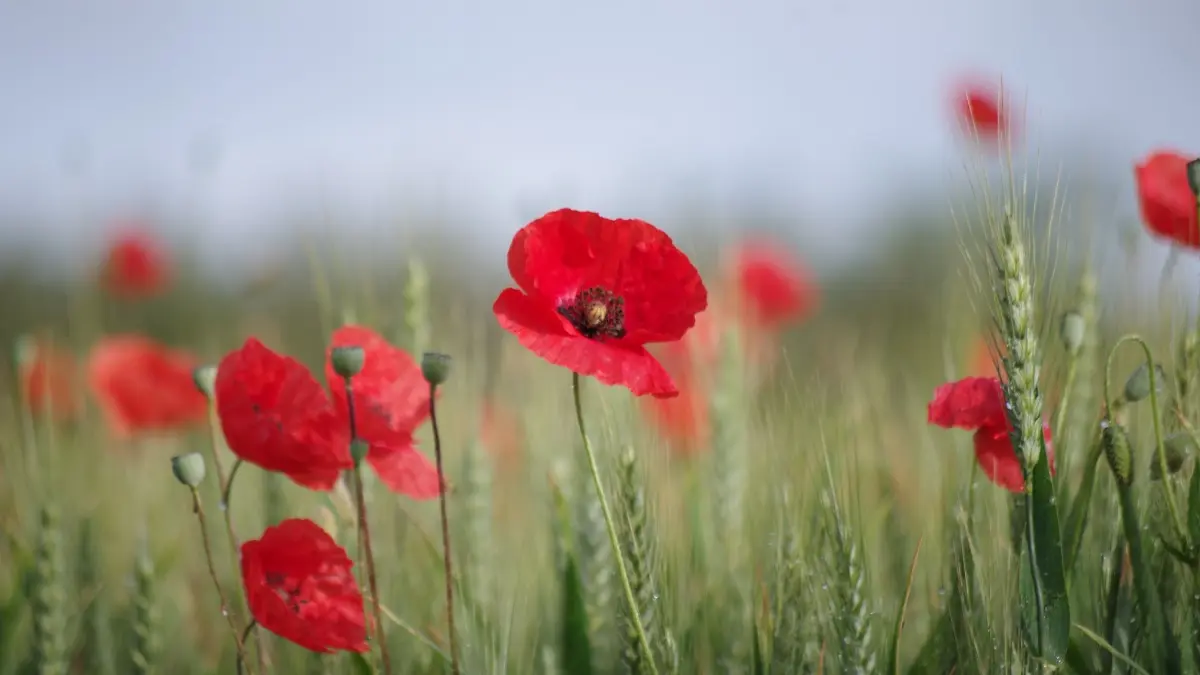 COQUELICOTS