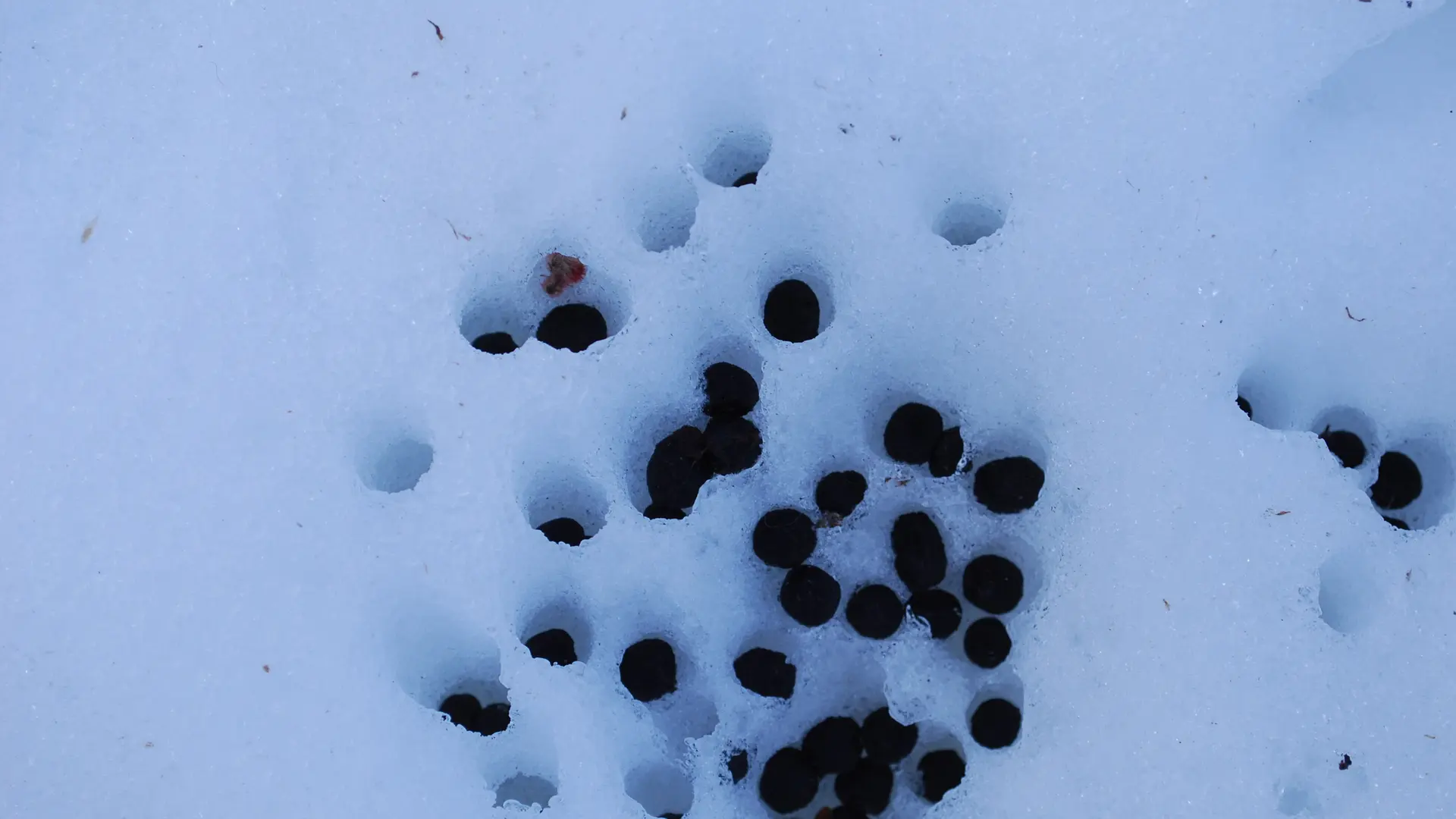 Crottes de chevreuil