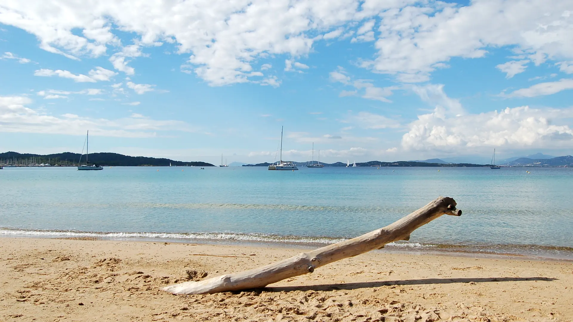 Bois flotté sur la plage