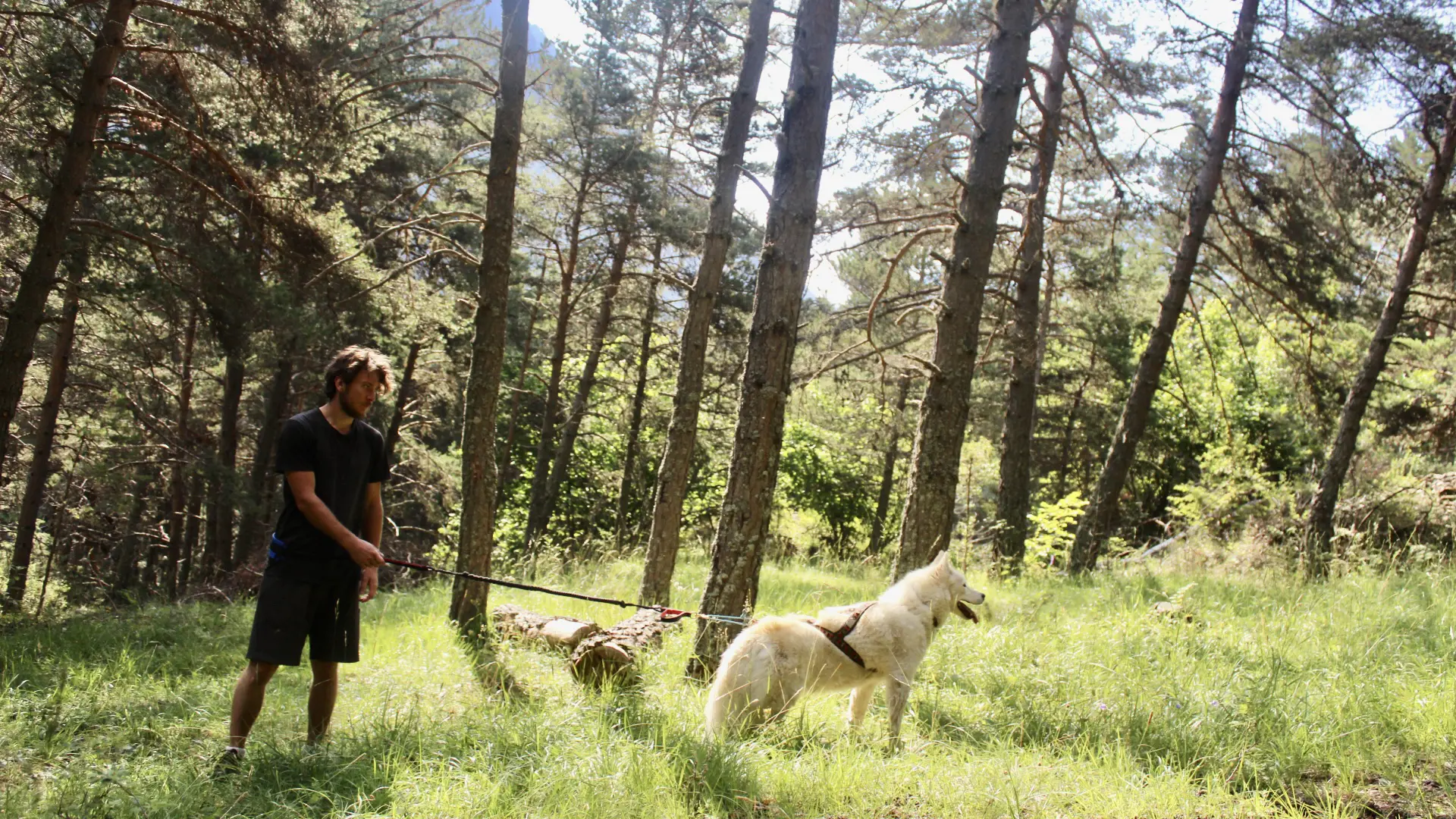 Cani randonnée immersive avec Banquise Traîneau