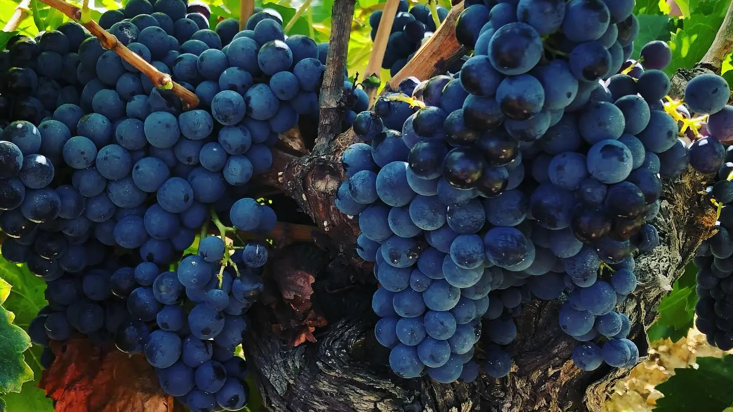 Domaine la Consonnière_Châteauneuf-du-Pape