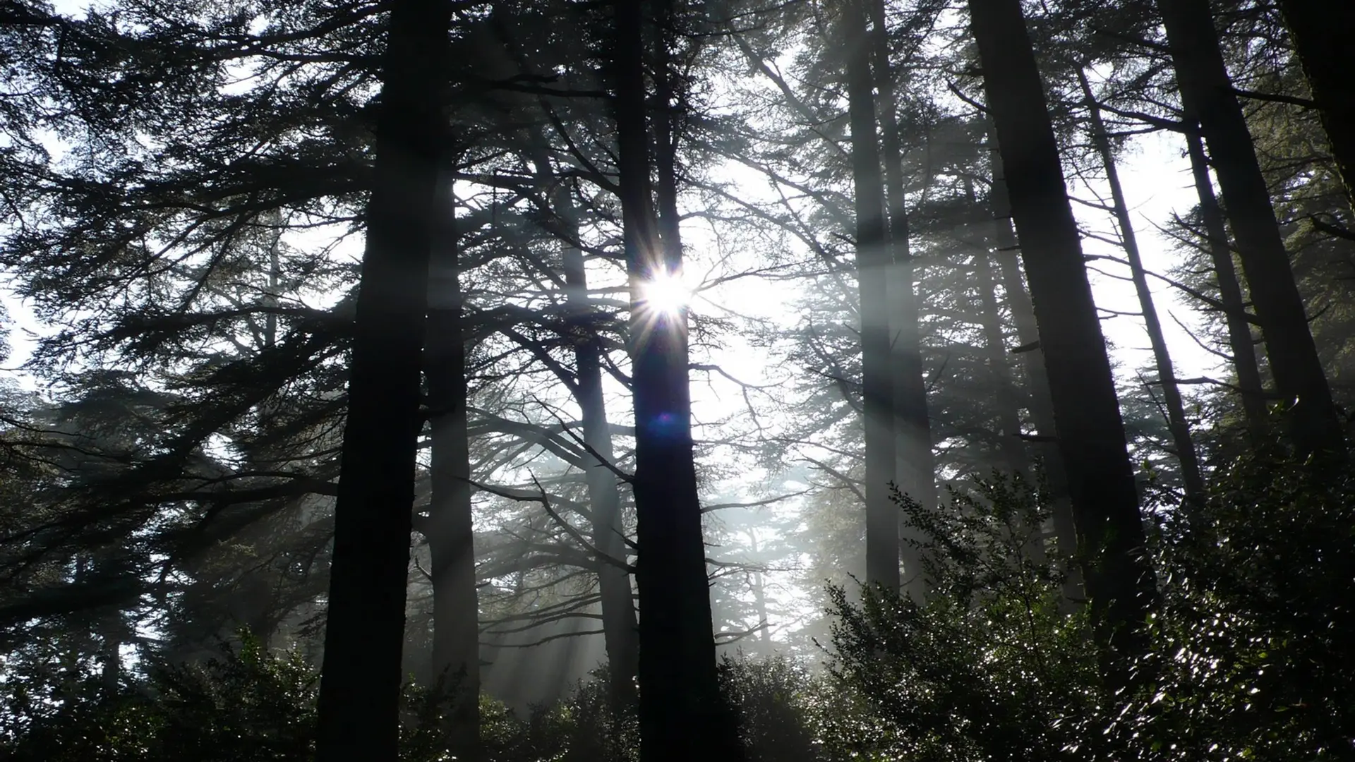Forêt des cèdres du Petit Luberon