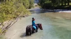 La Ferme de Claire, poney Névache