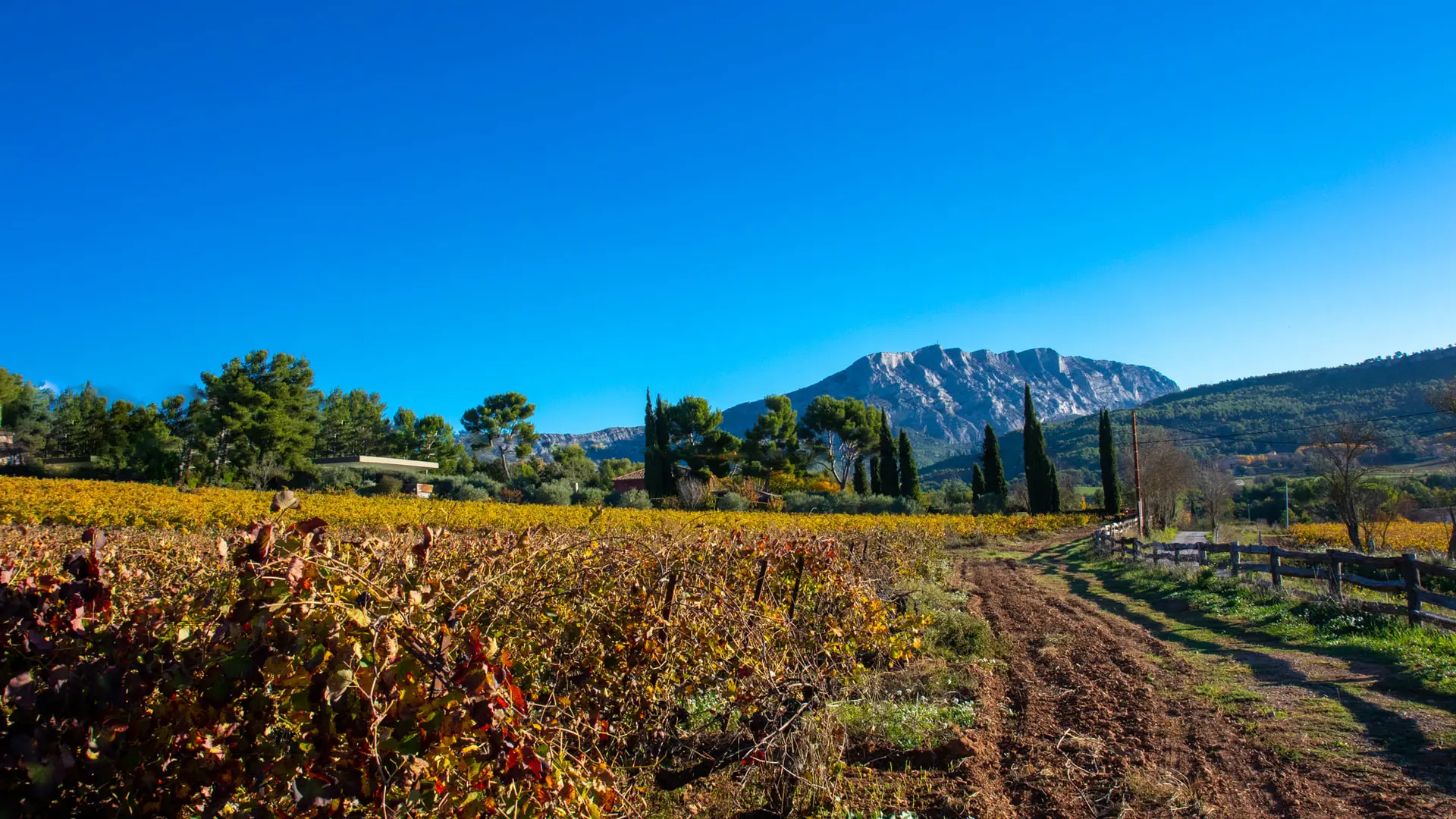 Vignoble