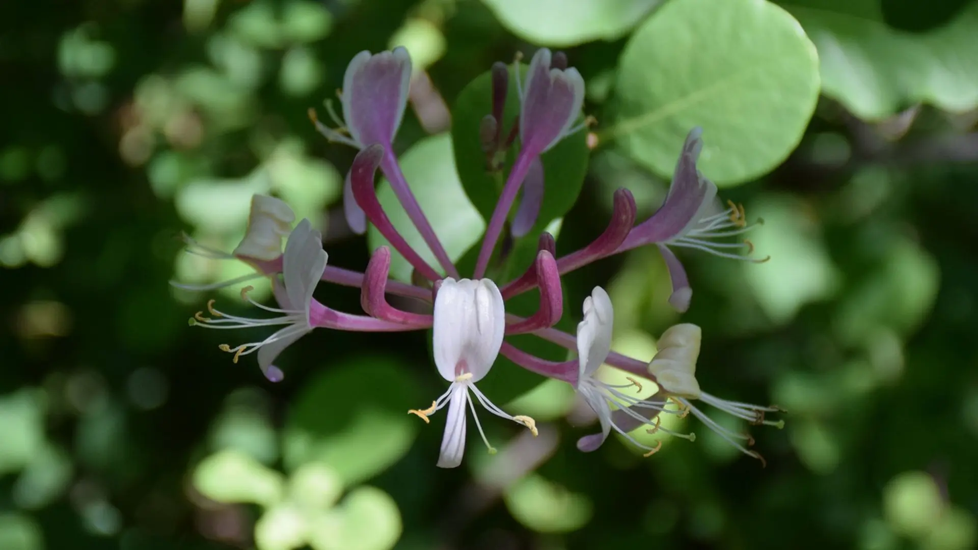 Chèvrefeuille de la forêt de Pélicier