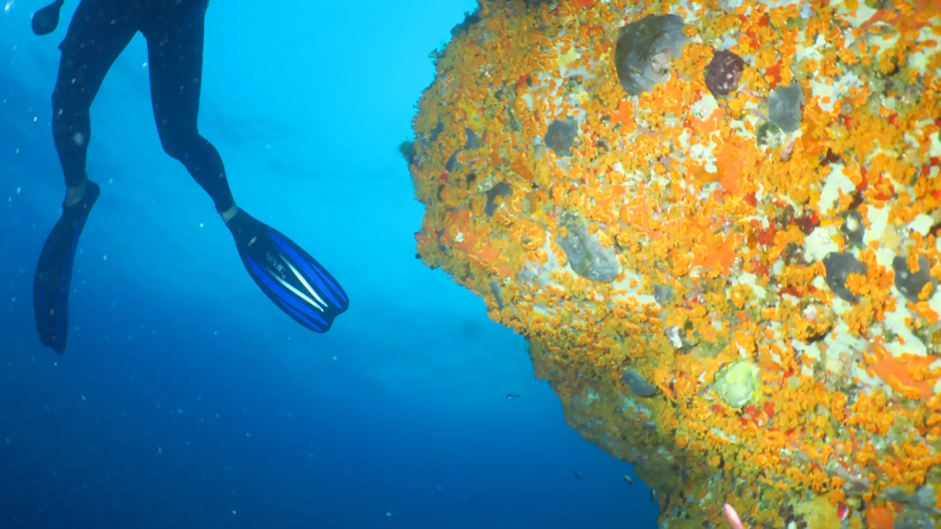 Centre de plongée Cap Plongée Six Fours