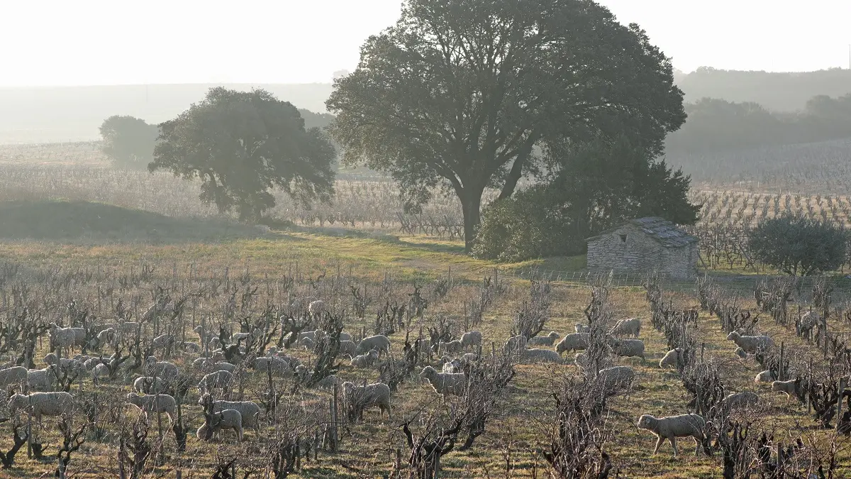 Domaine de Beaurenard