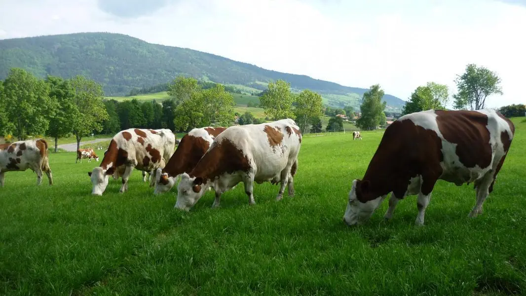 nos vaches montbéliardes