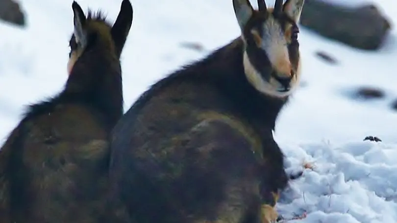 Photo Chamois