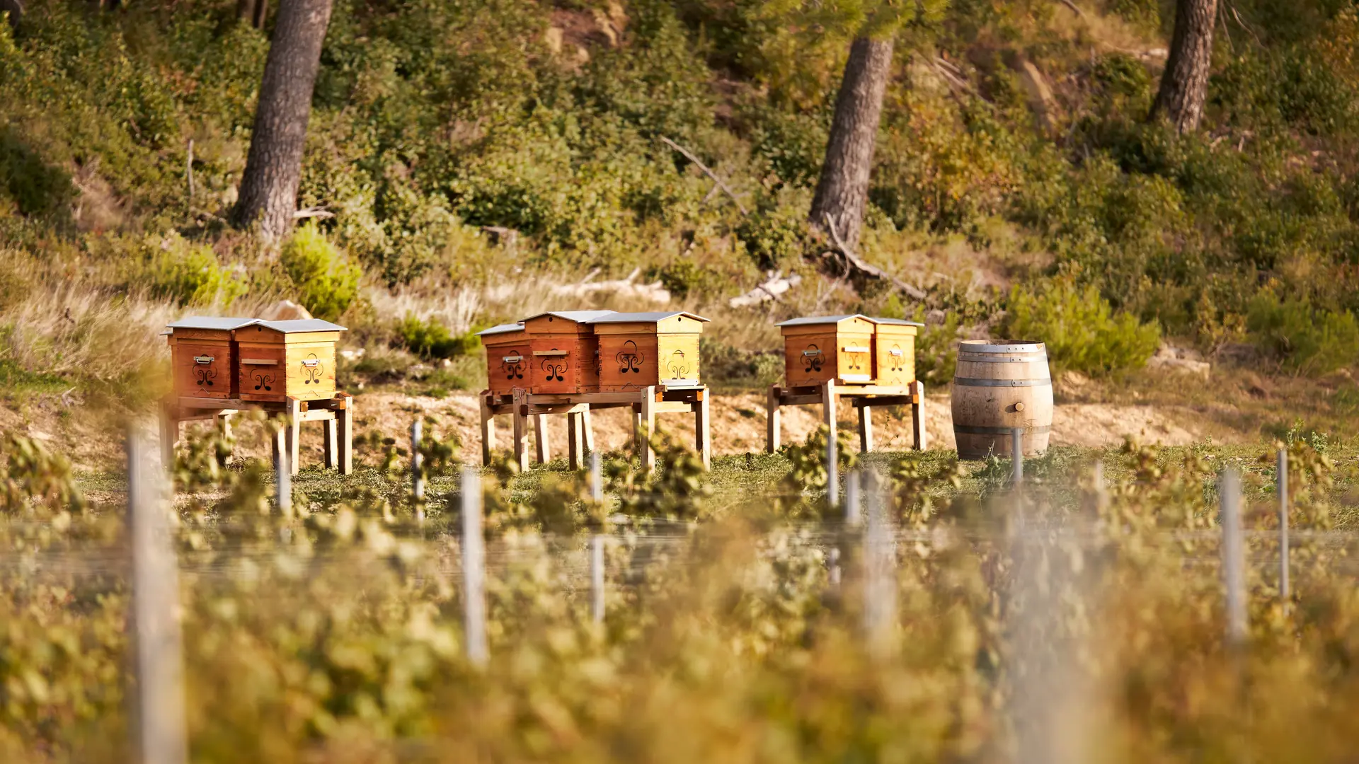 Château Gigognan - Ruches
