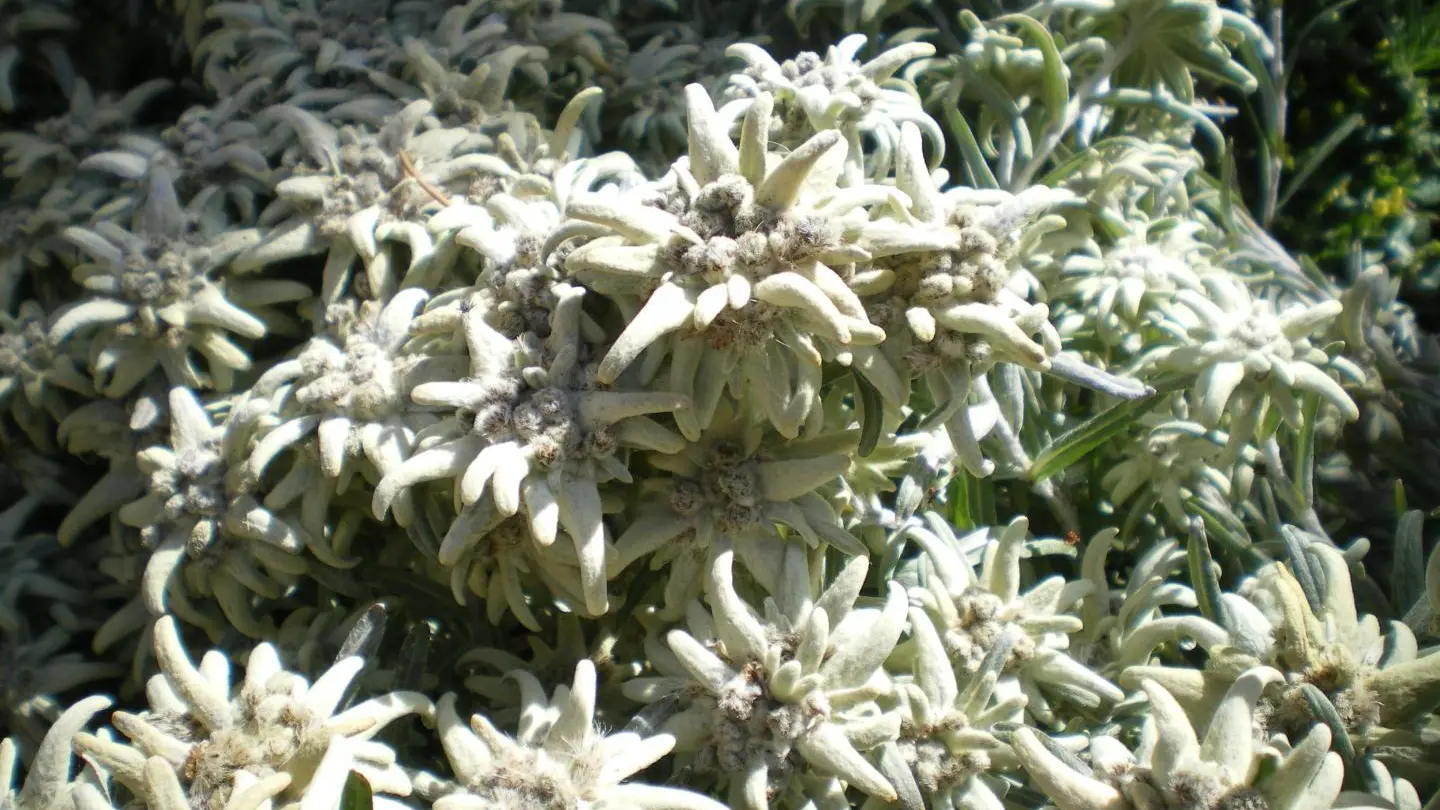 Les edelweiss