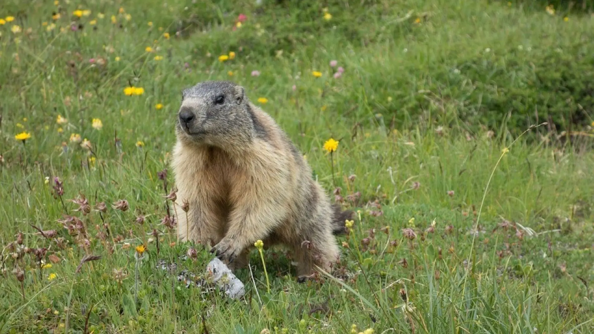 Marmotte