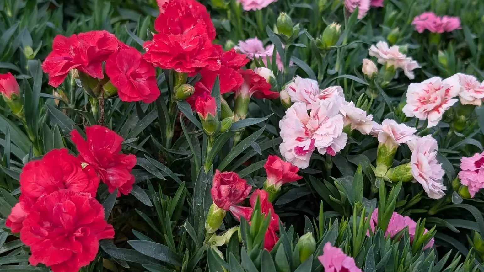 Les Serres de La Camandre_Fayence