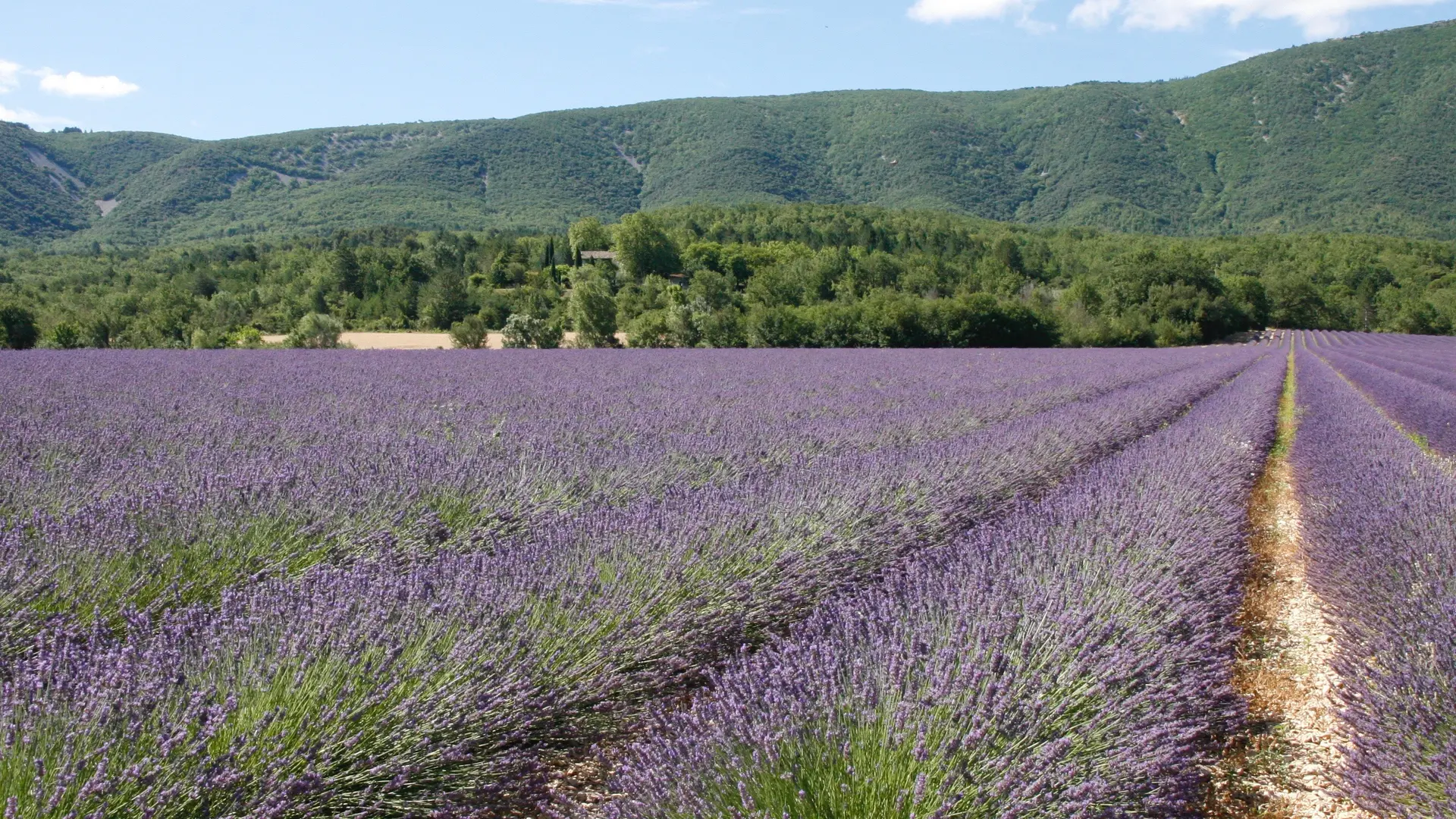 Champ de lavande