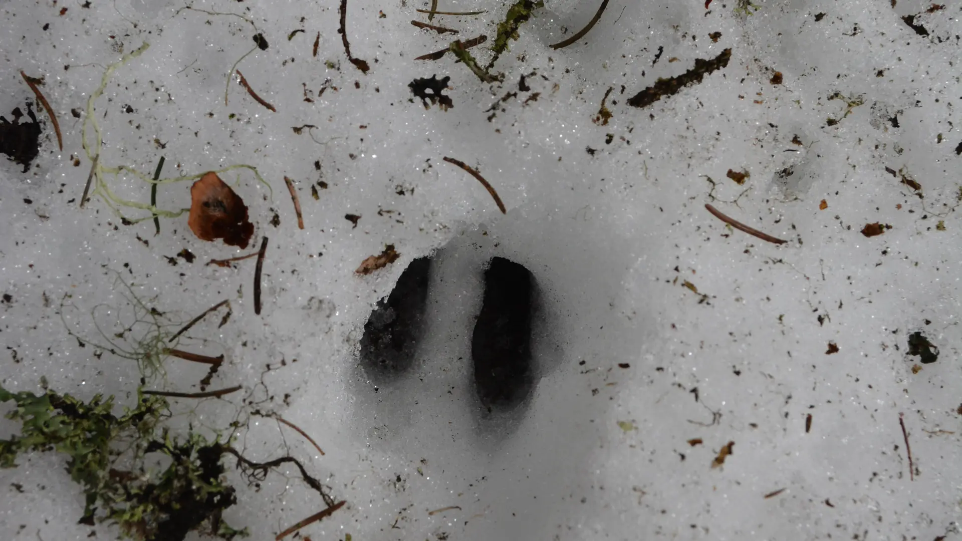 Traces de chevreuil