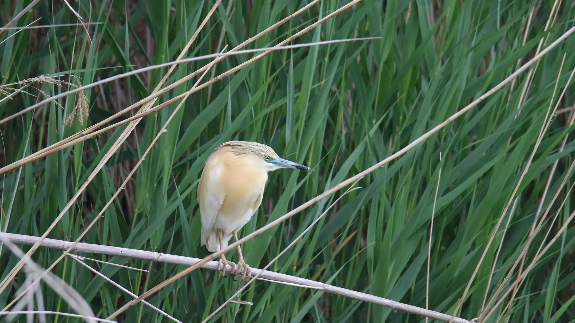 Réserve Ornithologique de Haute-Provence