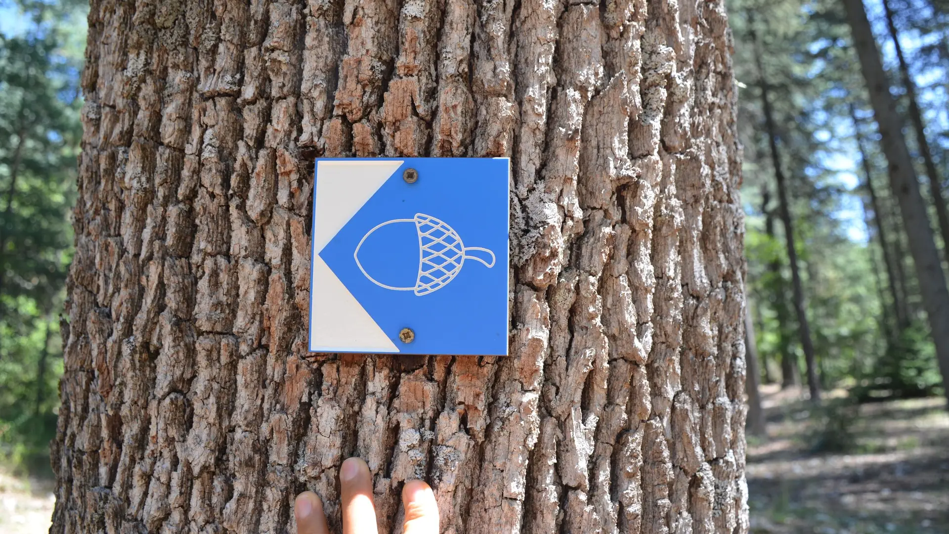 Balisage graine bleue