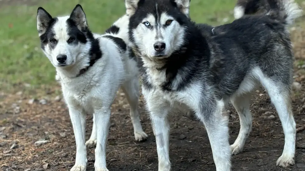 Cani randonnée immersive avec Banquise Traîneau