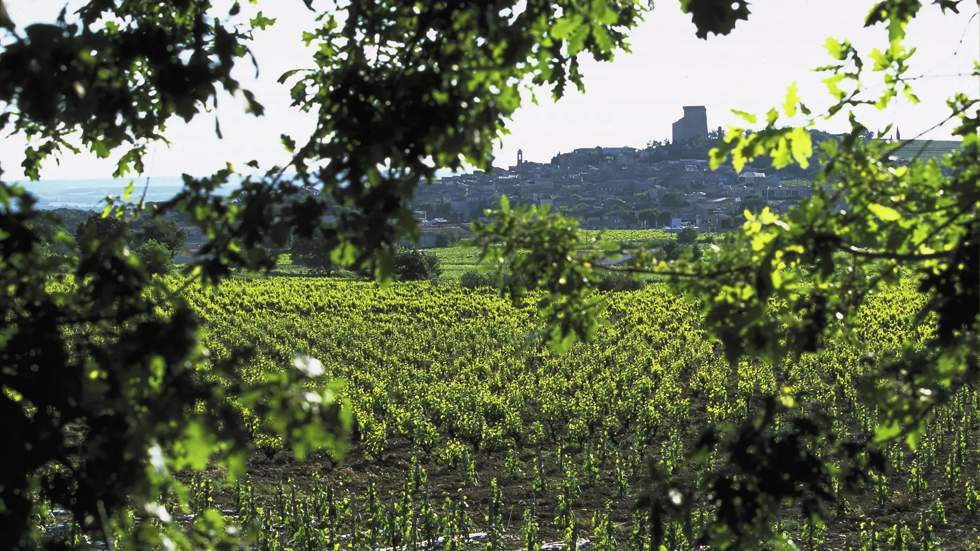 Vignobles Famille Quiot - le vignoble