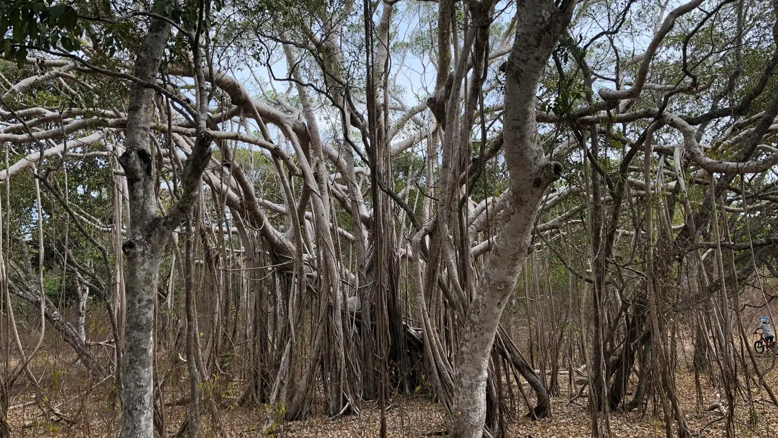 Forêt