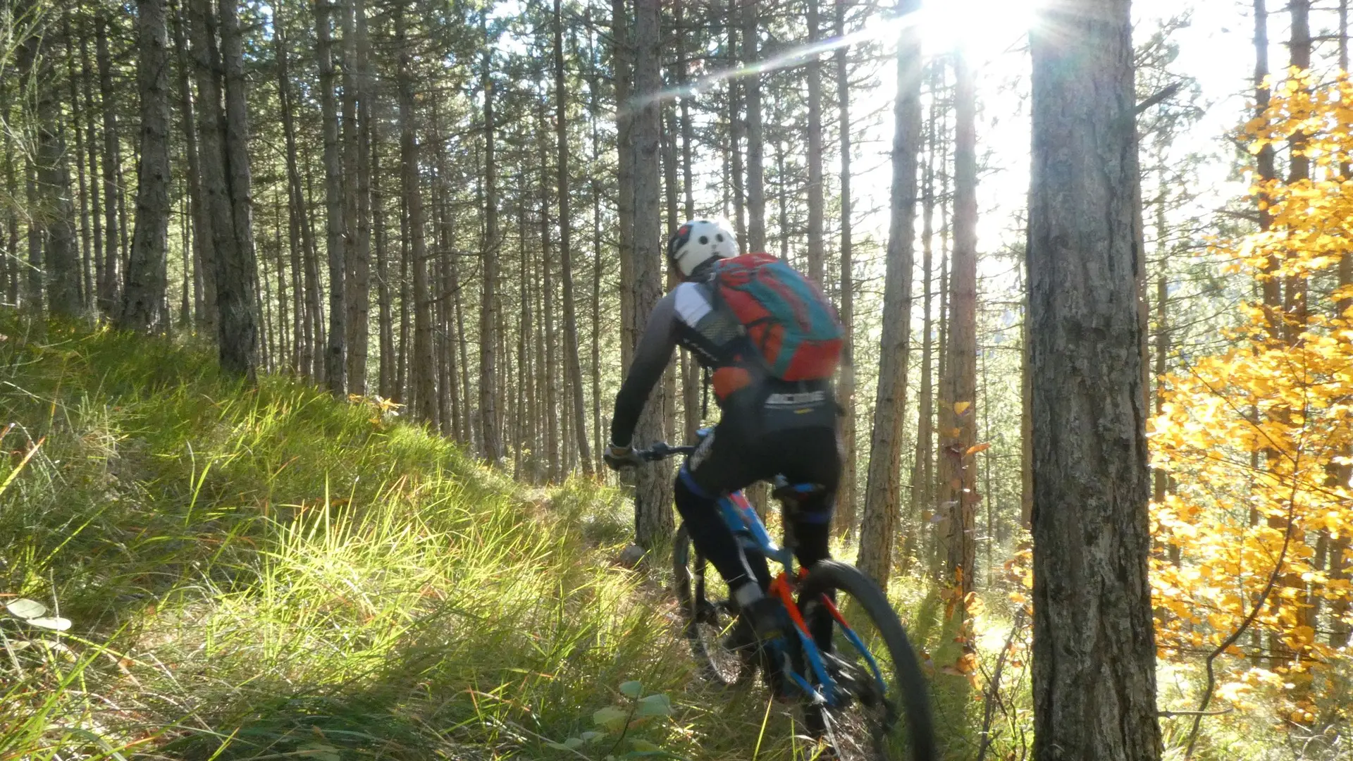 Charmant sentier en sous-bois