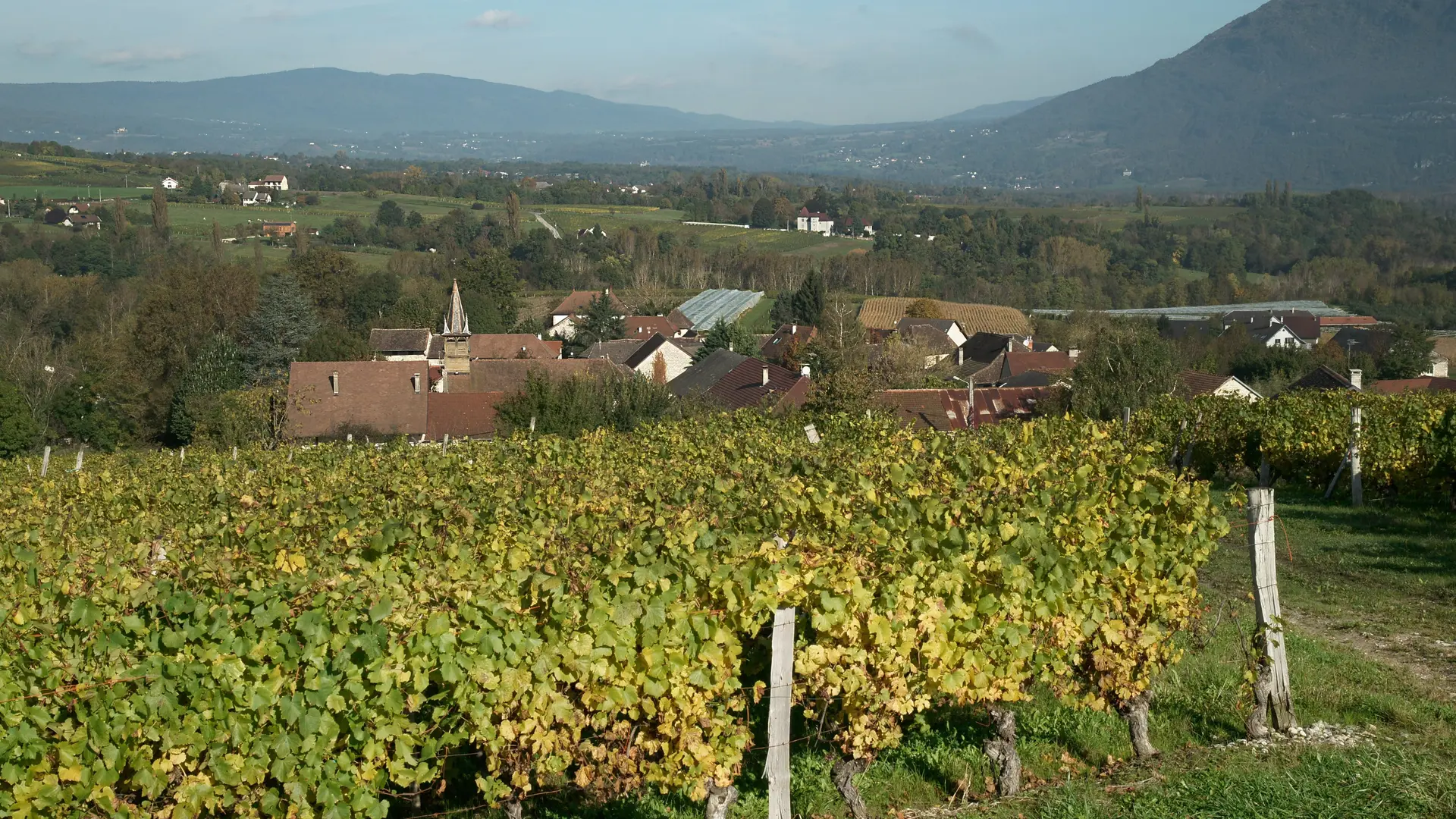 vigne village à flaxieu