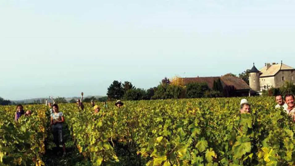 Les vendanges à la main