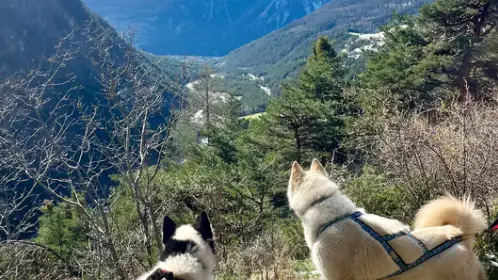Cani randonnée immersive avec Banquise Traîneau