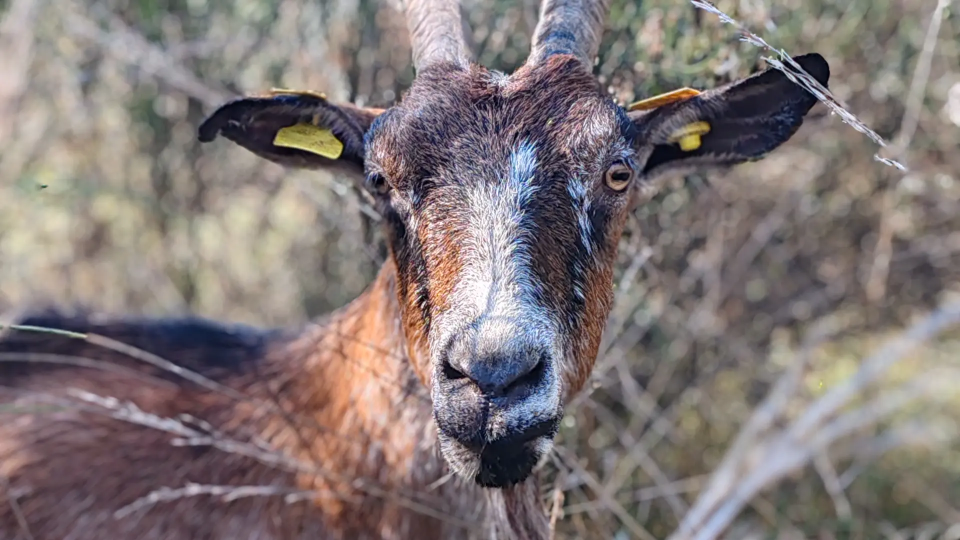 La chèvrerie des fontaines