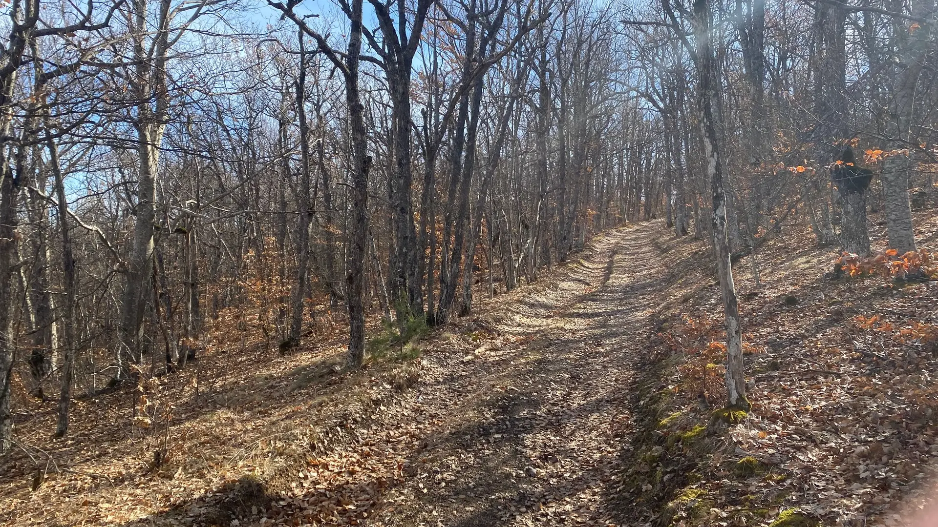 Portion en sous bois