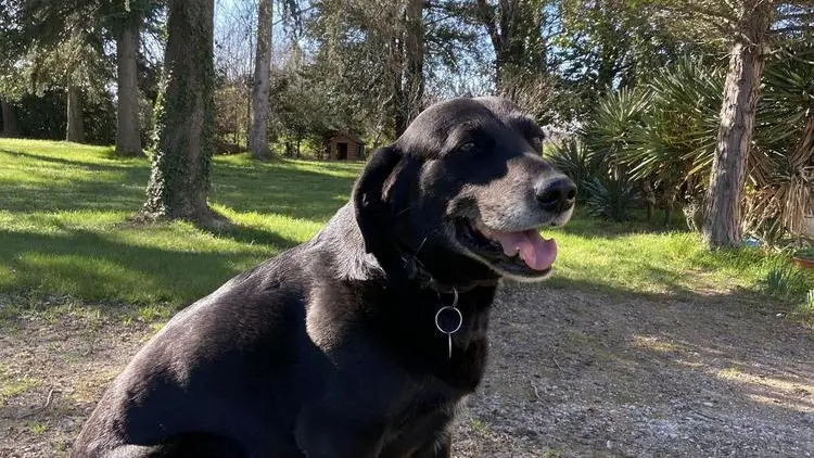 Notre gentil labrador