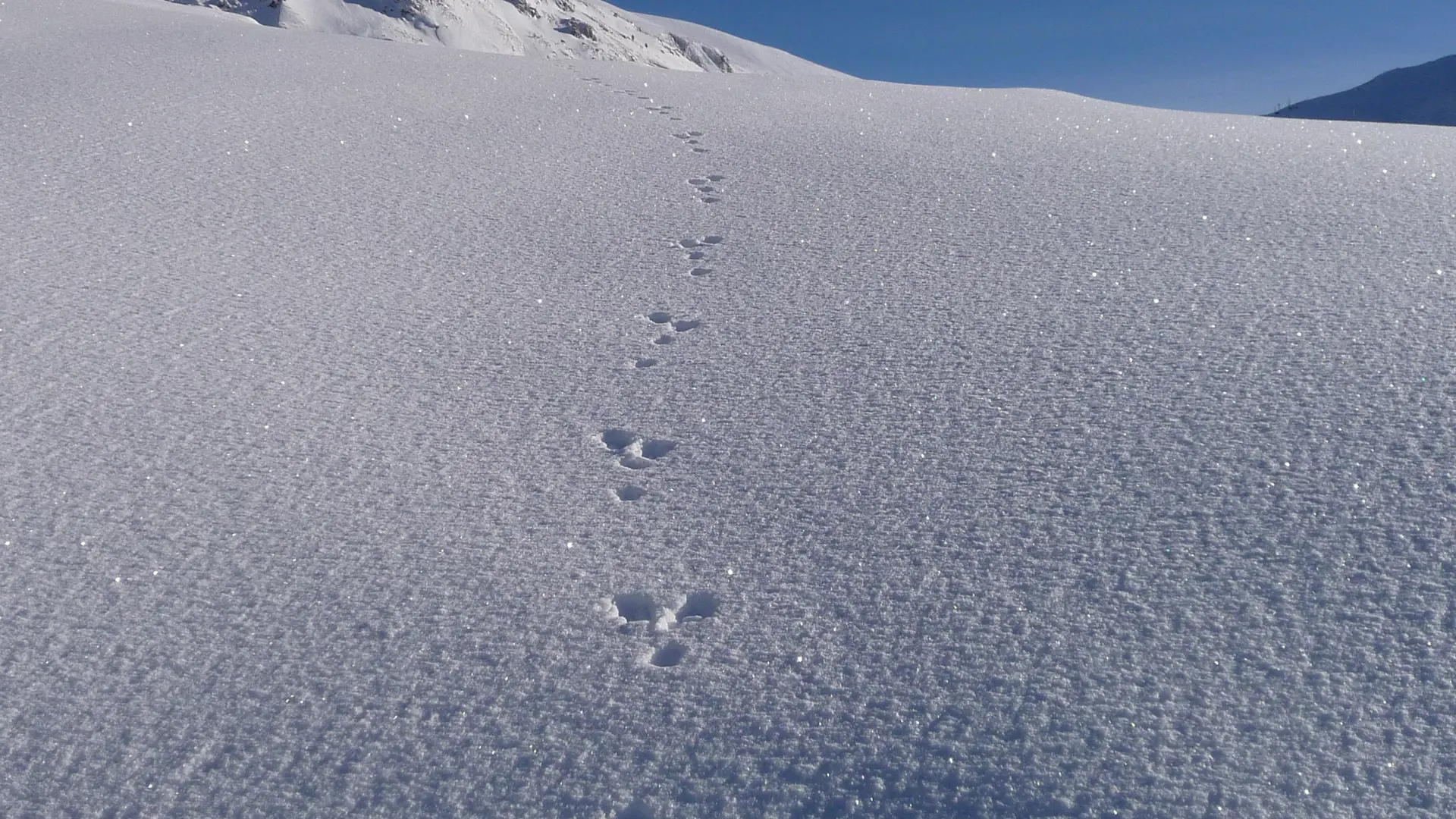 Randonnées en raquettes avec Eric Fossard Bleu Montagne