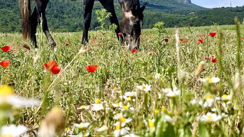 Le bonheur est dan le pré devant le gite
