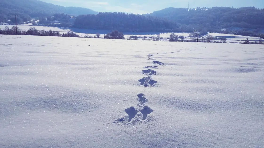 Randonnée en raquettes avec FloRando à Ancelle