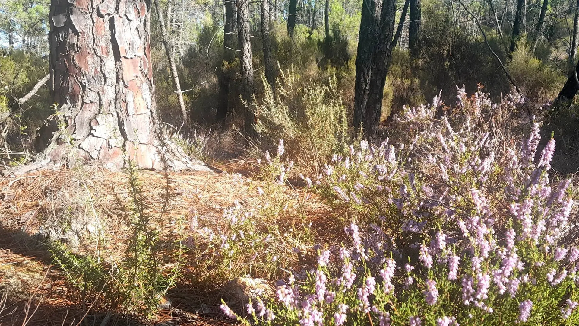 Bruyères du Bois de Saint Jean