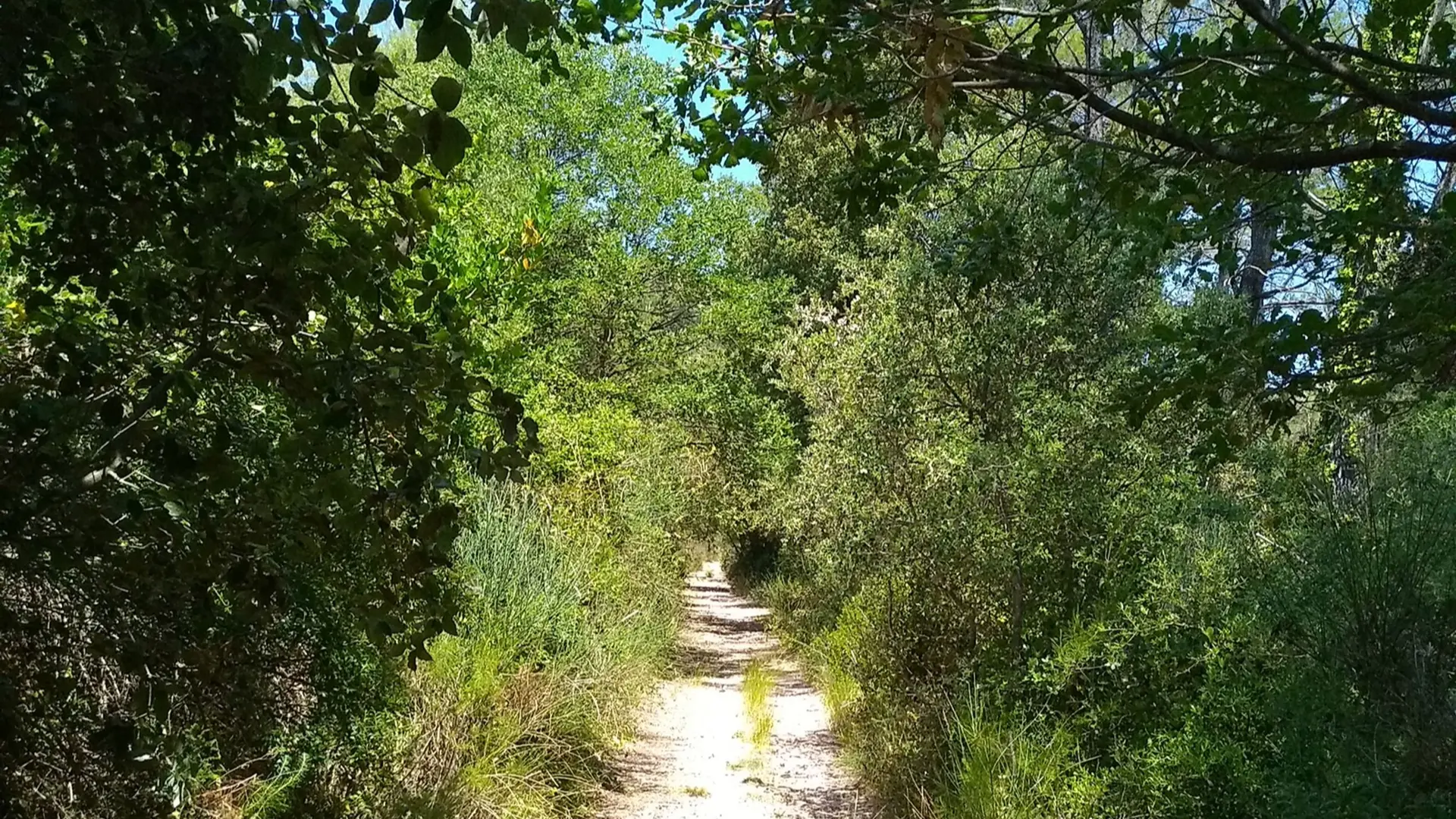 Sentier entouré de végétation dans une ambiance forestière