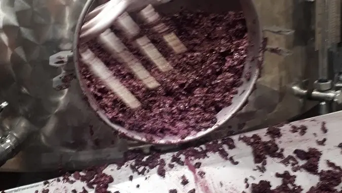 Découverte de la cave de vinification