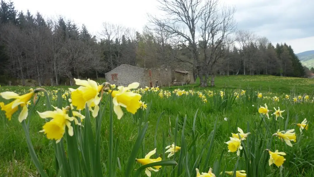 jonquilles en avril-mai