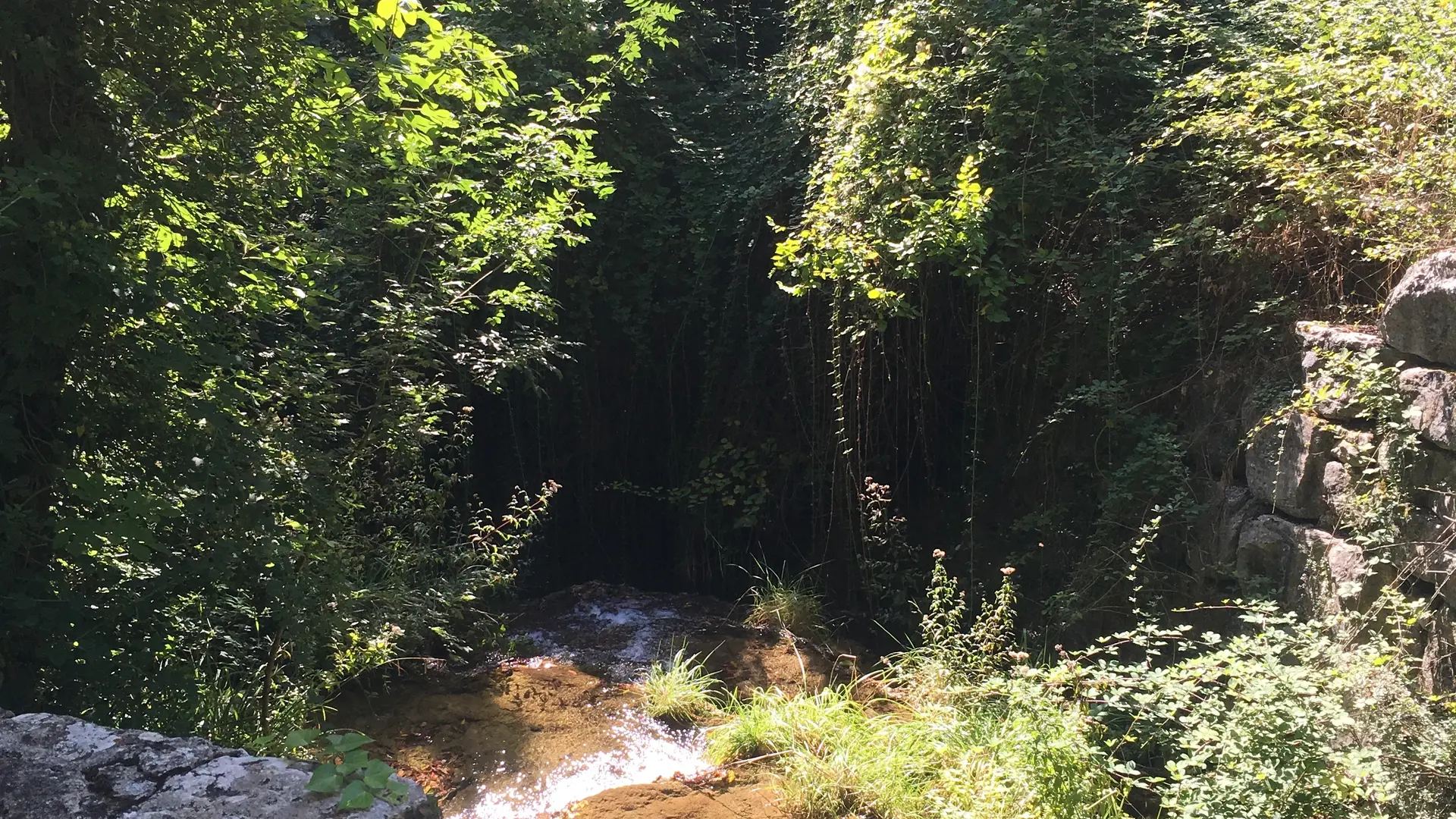 Forêt Tourrettes