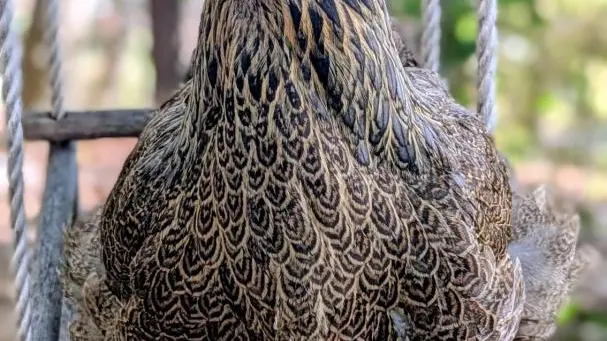 Gîte La Rose et Le Loup Gîtes de France Alpes-Maritimes Speracedes