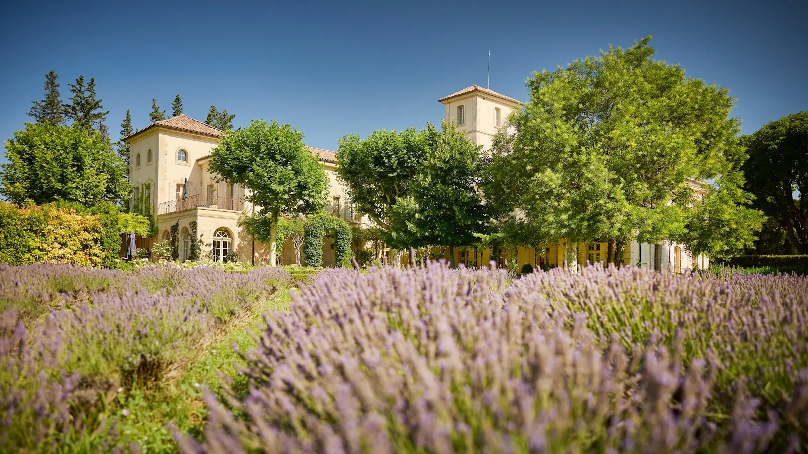 Château Gigognan -Lavandes