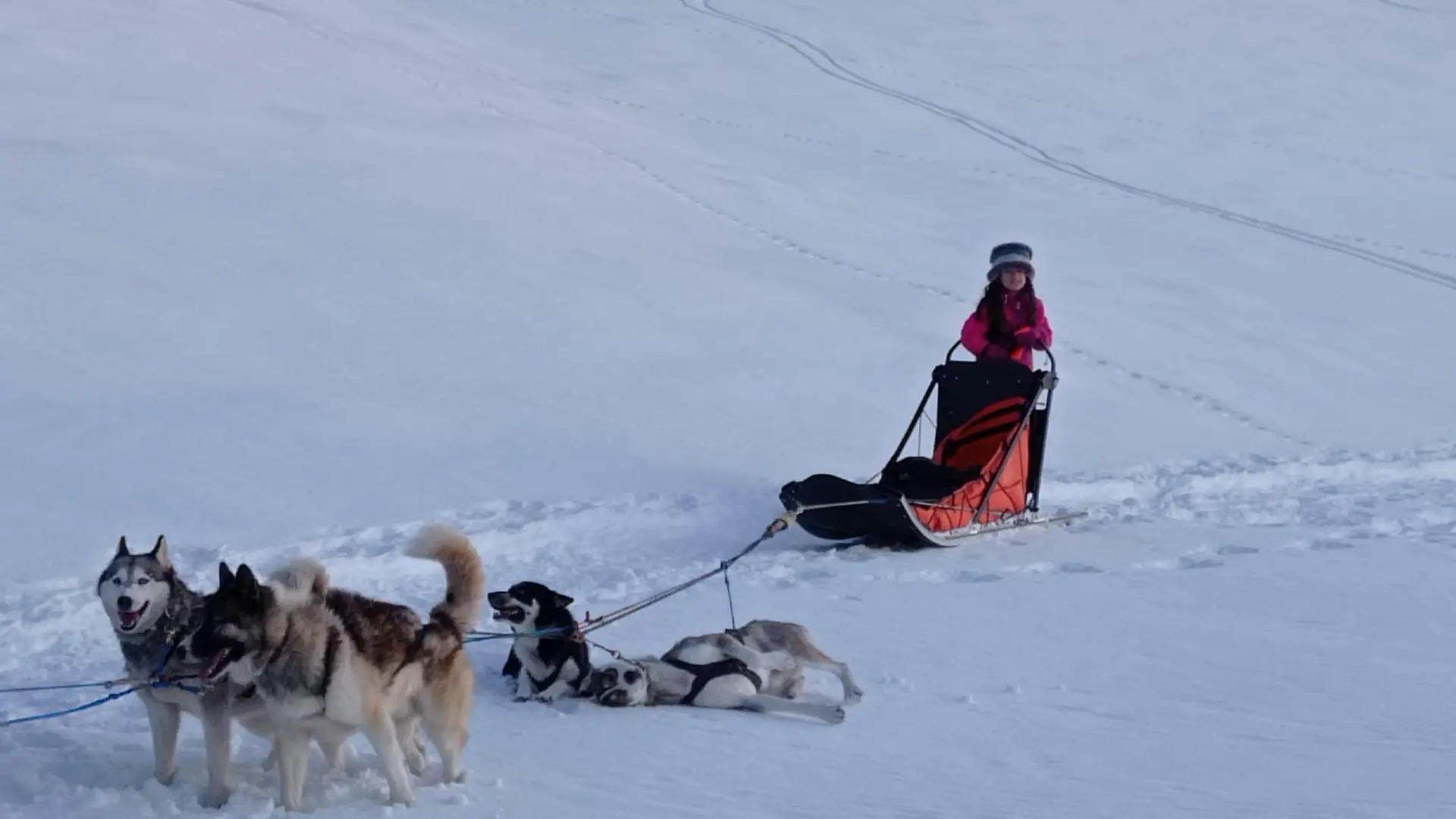 Baptême en traîneau avec Symbiose, chiens polaires