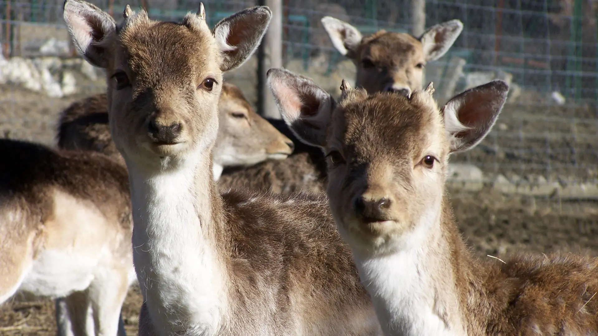 Parc animalier Verdon