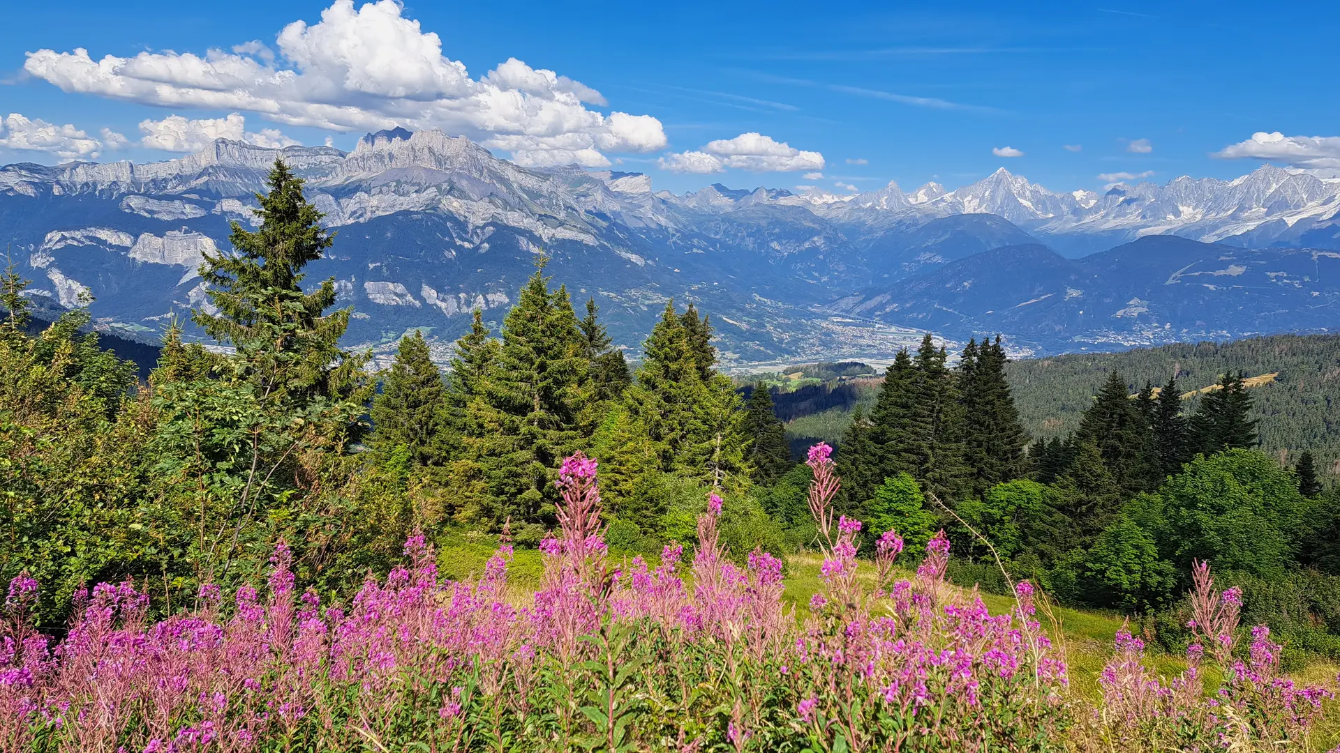 Vue sur les Fiz avec fleurs