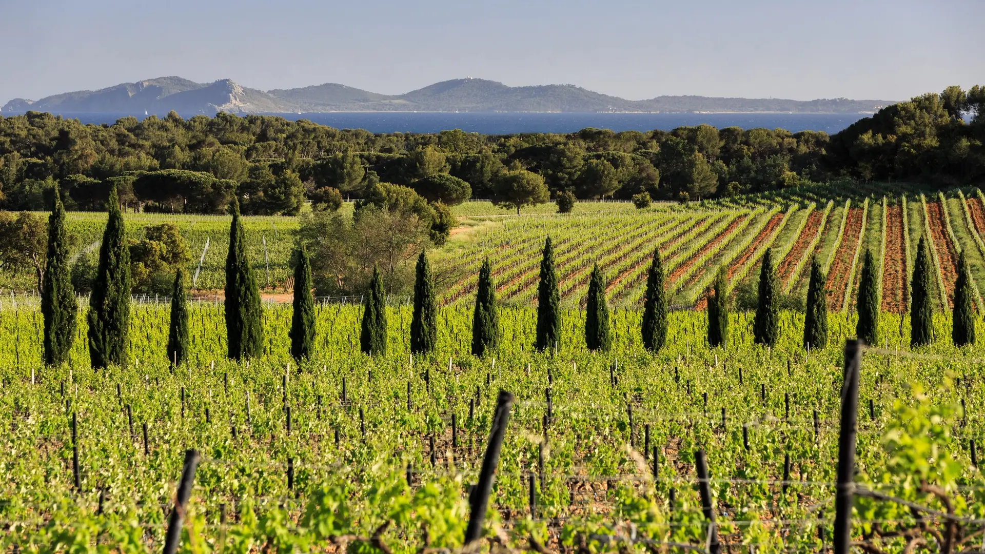 Vignobles Château Sainte Marguerite à La Londe les Maures