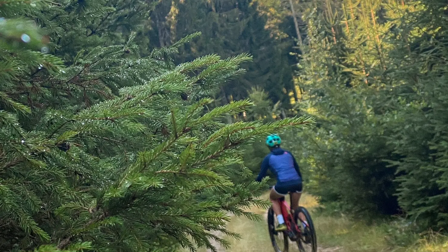 VTTiste sur chemin en fôret