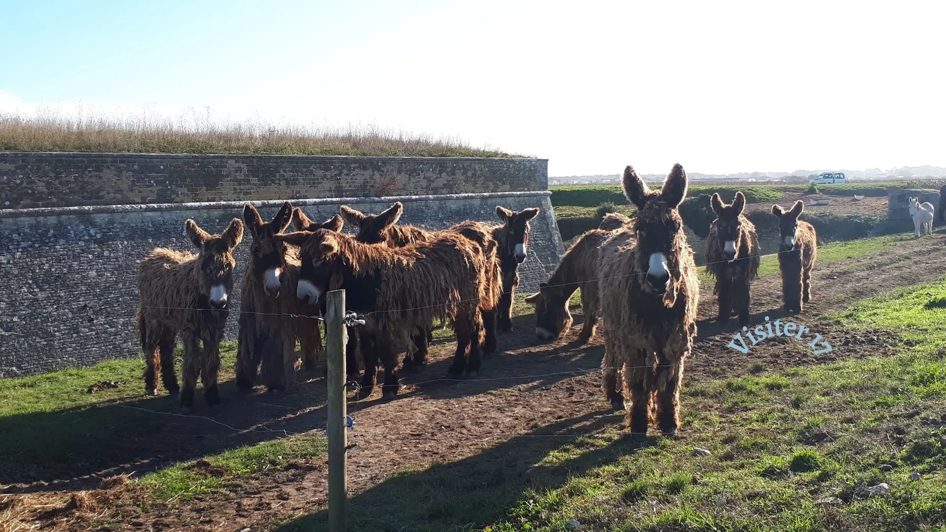 Les baudets du Poitou