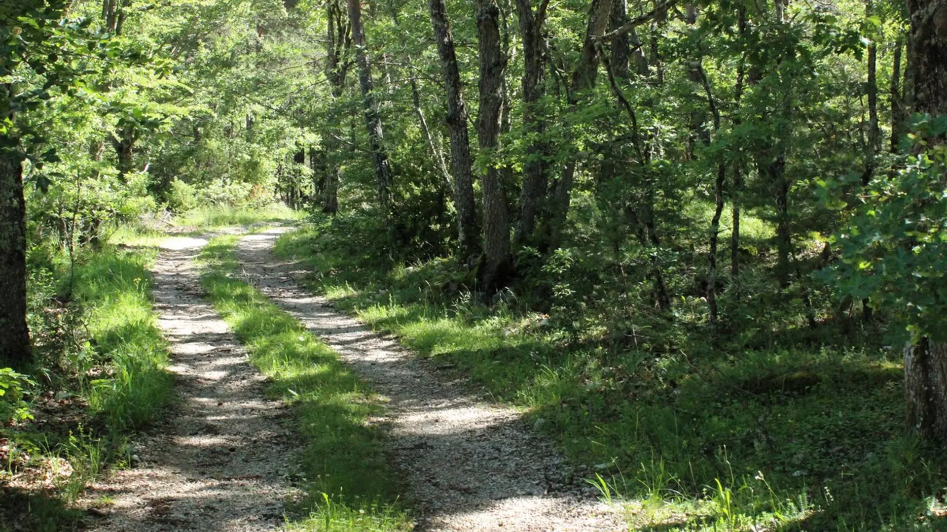 Sous bois sur le Fayet