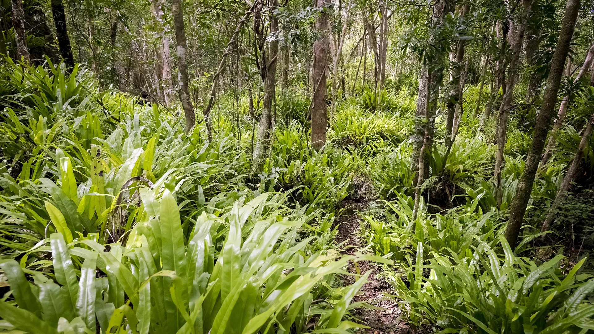 They are hidden at the end of a 2.5 km hike.