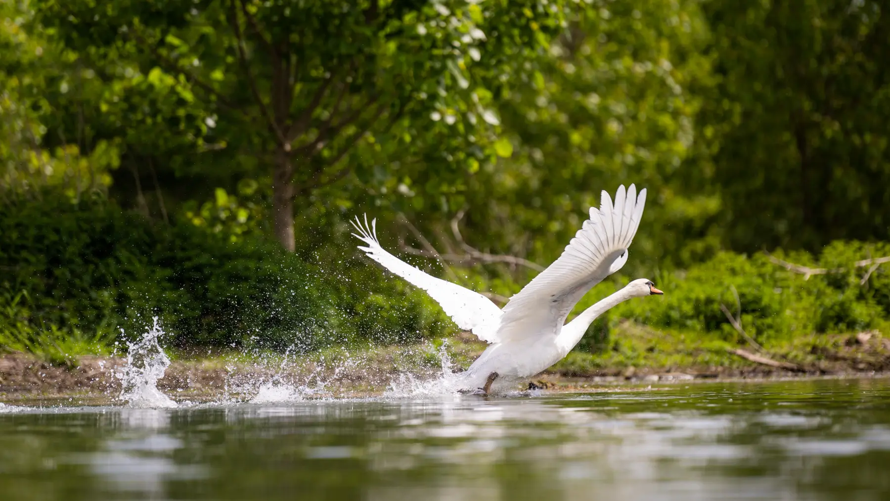 Réserve Ornithologique de la base de loisirs du Tarn et de la Garonne